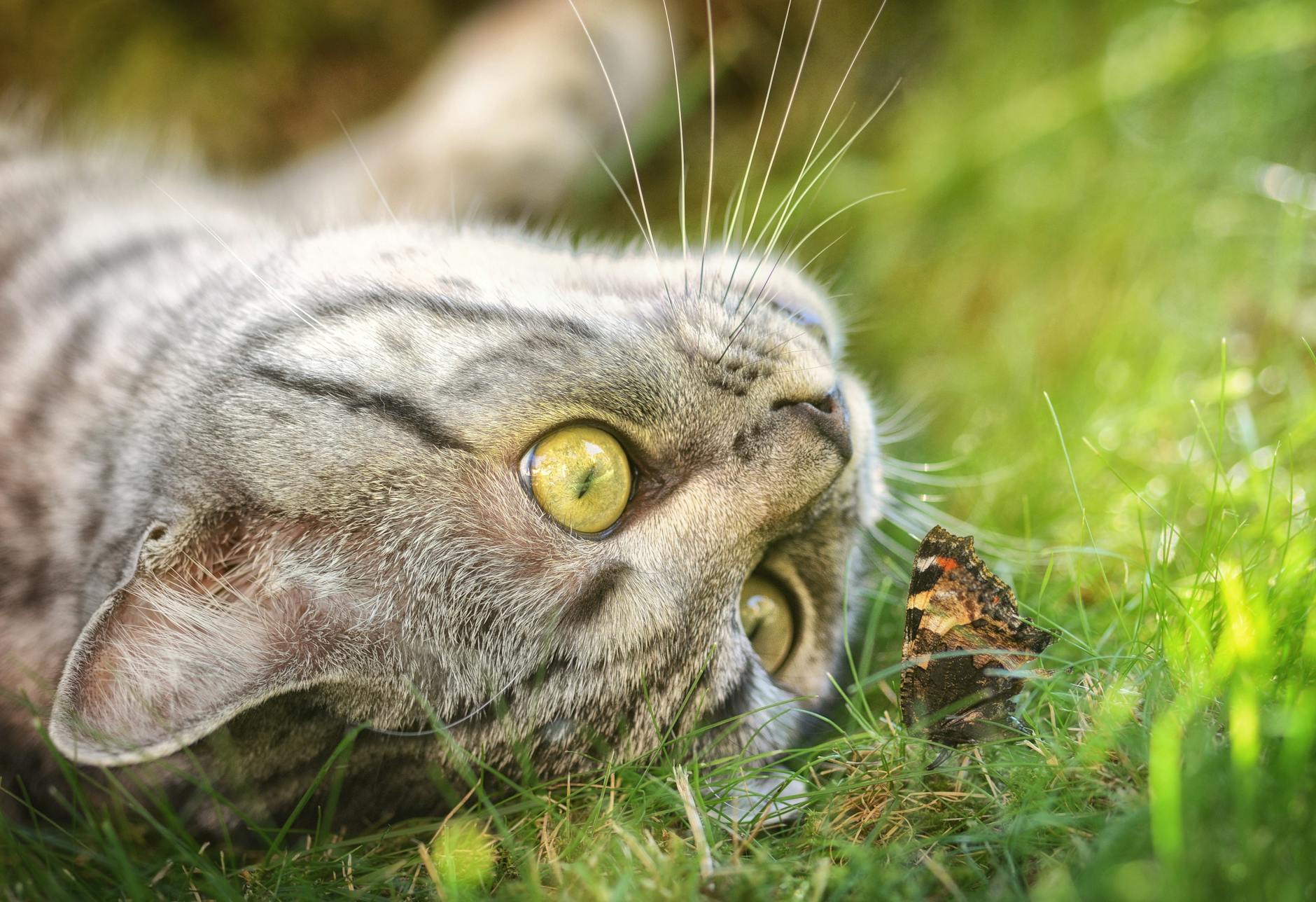 gray cat on green grass