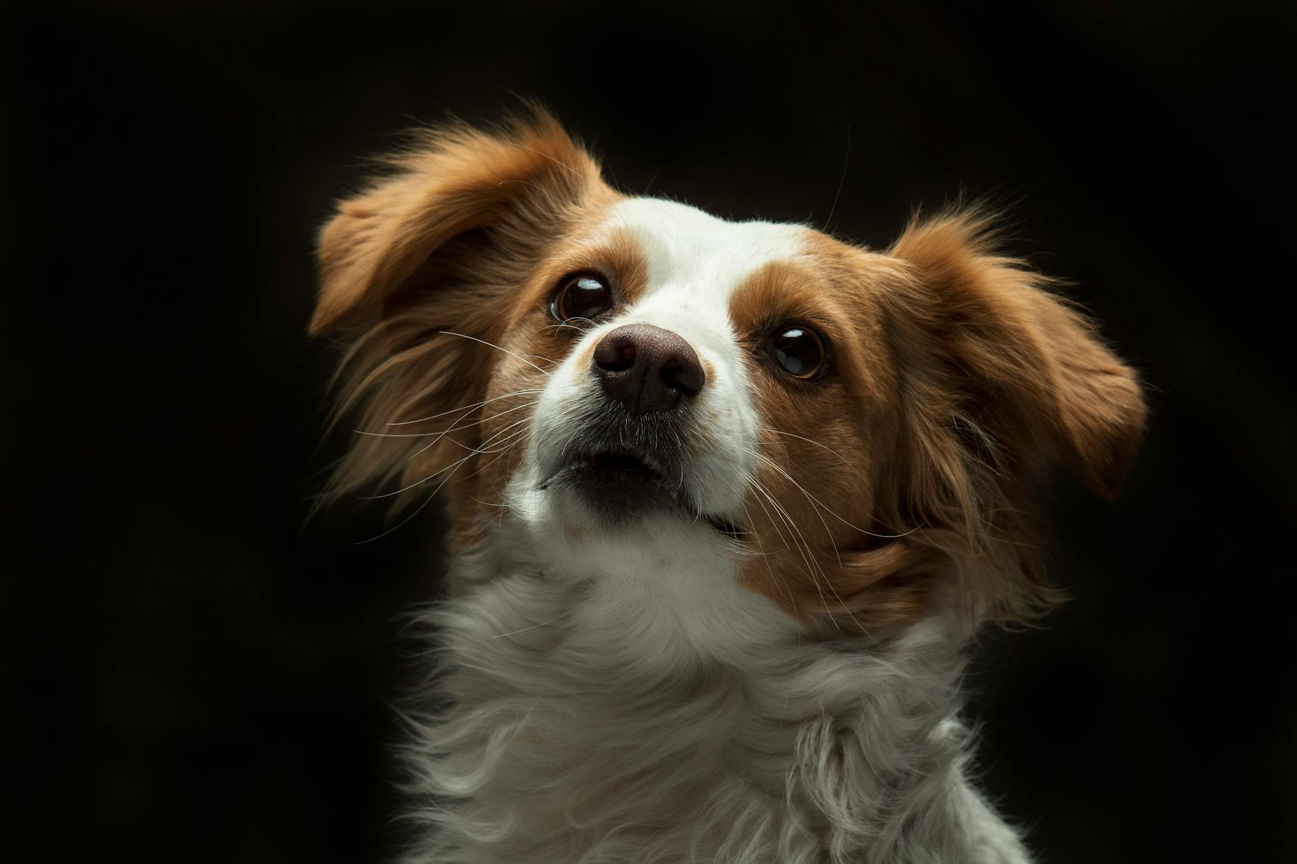 white and brown long coat small dog