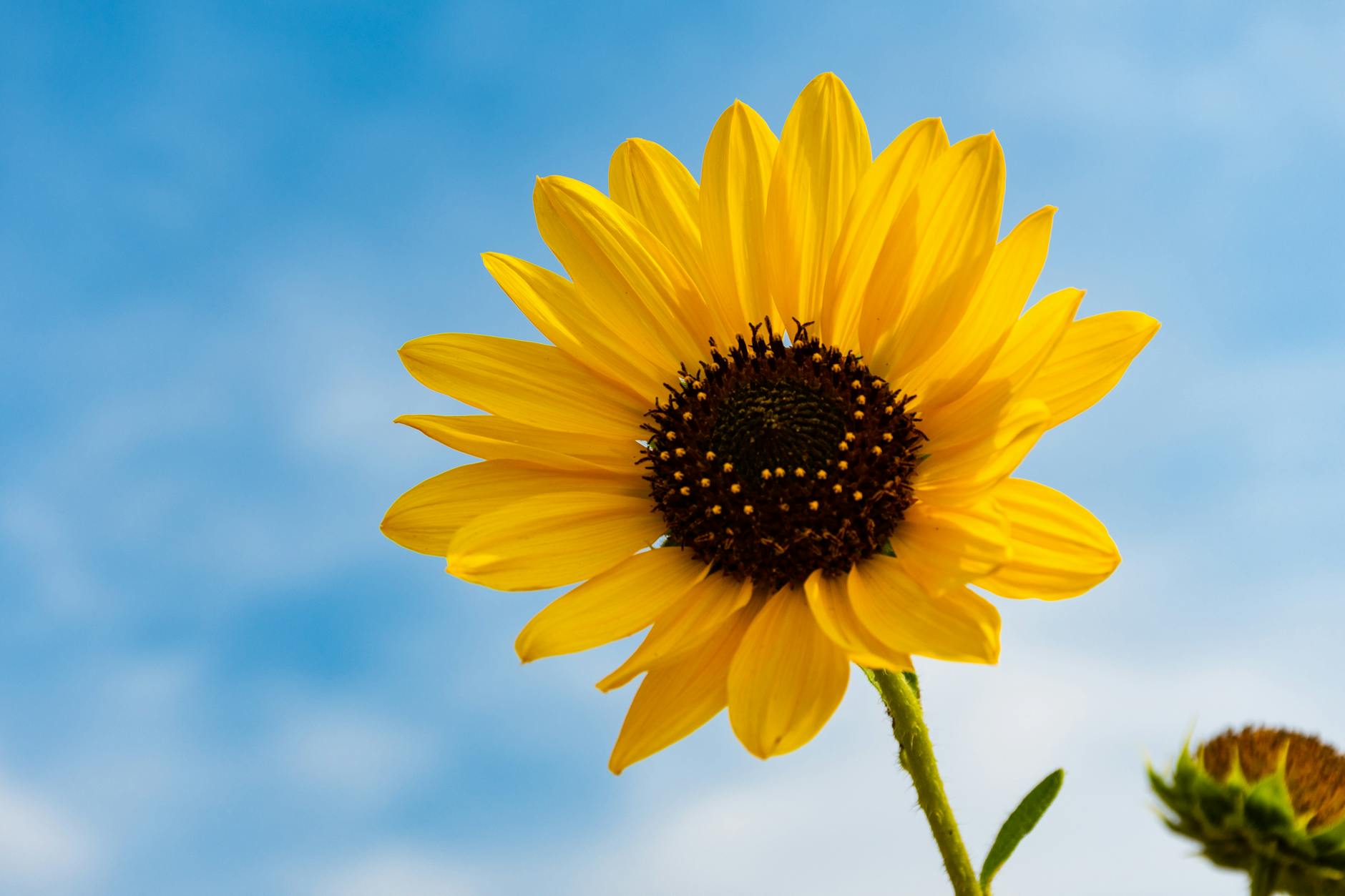selective focus photography of sunflower