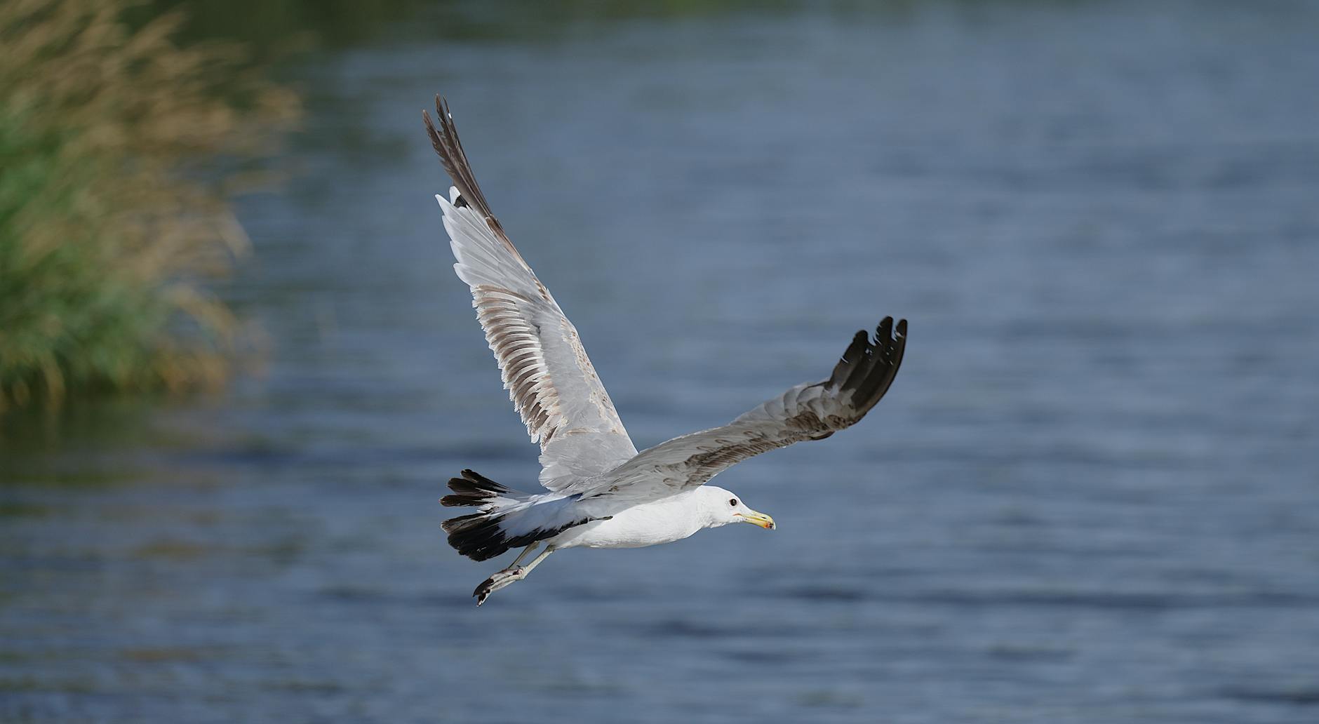 graceful seagull flying over water surface