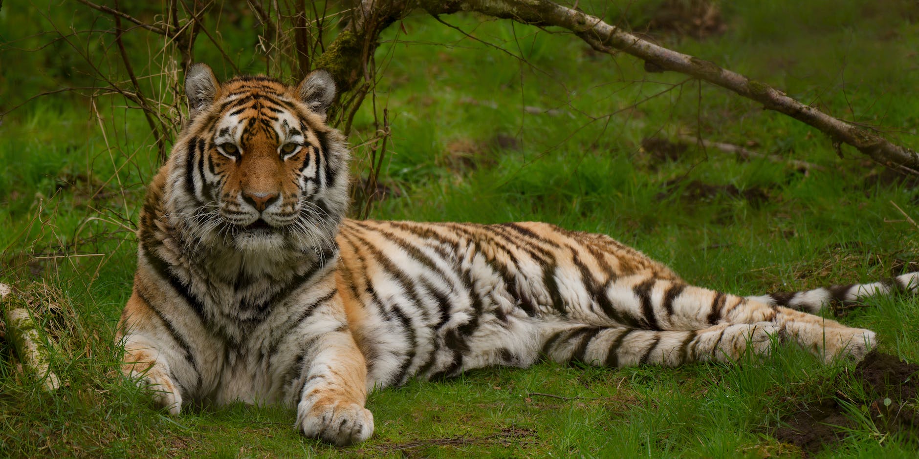 majestic bengal tiger resting in nature